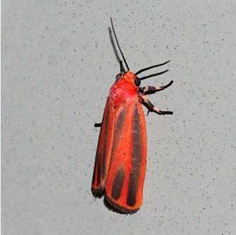 Eilema Lichen Moths - Pestipedia