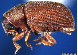 Elm Bark Beetle - Pestipedia