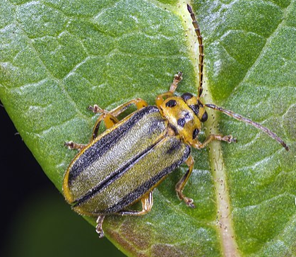 Elm Leaf Beetle - Pestipedia