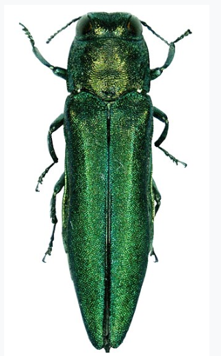Emerald Ash Borer - Pestipedia
