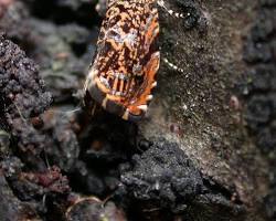 Enarmonia Fruit Moth - Pestipedia
