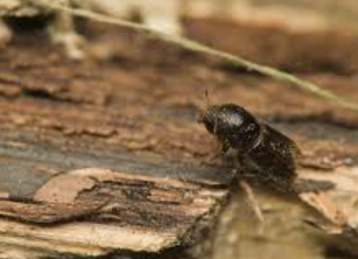 Engraver Beetles - Pestipedia