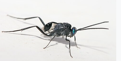 Ensign Wasp - Pestipedia