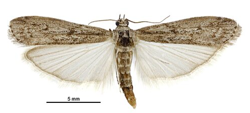 Ephestia Flour Moth - Pestipedia