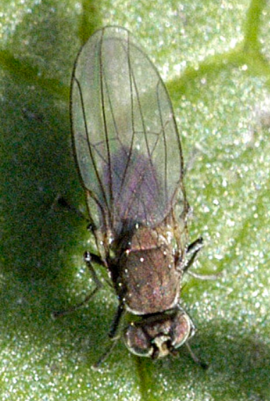 Ephydrid Shore Fly - Pestipedia