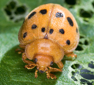 Epilachna Lady Beetle - Pestipedia