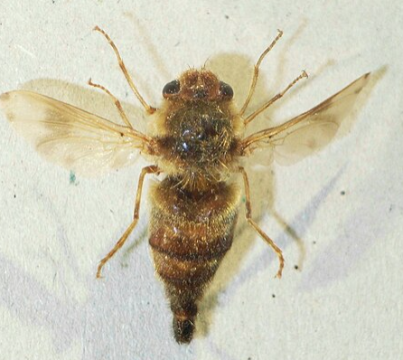 Equine Botfly - Pestipedia