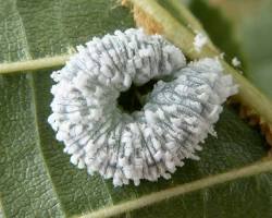 Eriocampa Sawfly - Pestipedia
