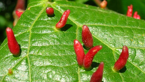 Eriophyid Mite - Pestipedia