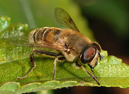 Eristalis Hover Fly - Pestipedia