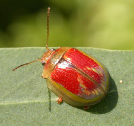Eucalyptus Beetle - Pestipedia