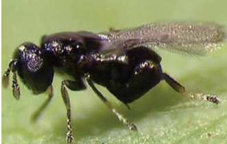 Eucalyptus Gall Wasp - Pestipedia