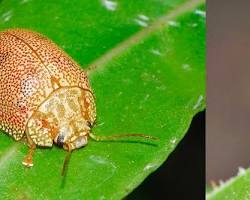 Eucalyptus Leaf Beetle Larvae - Pestipedia