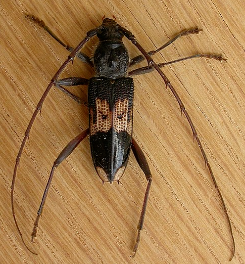 Eucalyptus Longhorned Borer - Pestipedia