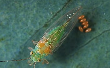 Eucalyptus Psyllid - Pestipedia