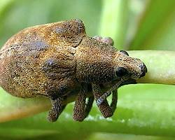 Eucalyptus Snout Beetle - Pestipedia