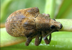 Eucalyptus Weevil - Pestipedia