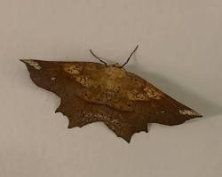 Euchlaena Inchworm Moth - Pestipedia