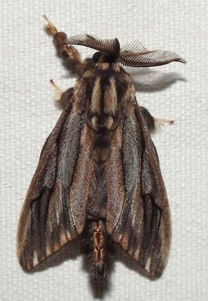 Eumeta Bagworm - Pestipedia