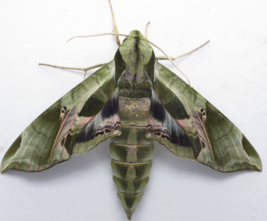 Eumorpha Sphinx Moth - Pestipedia