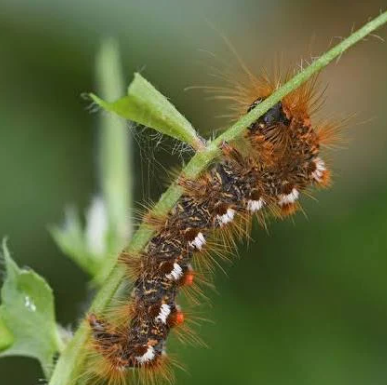 Euproctis Caterpillars - Pestipedia
