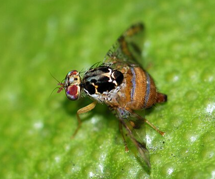 European Fruit Fly - Pestipedia