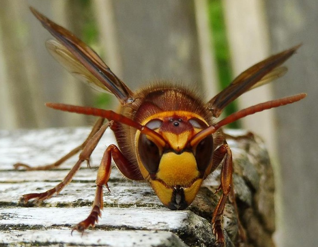 European Hornet - Pestipedia