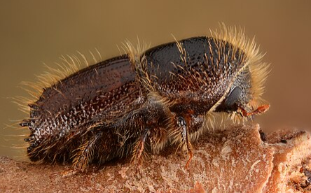 European Spruce Bark Beetle - Pestipedia
