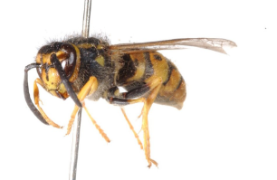 European Wasp - Pestipedia