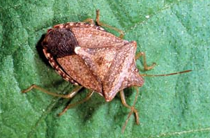Euschistus Stink Bug - Pestipedia