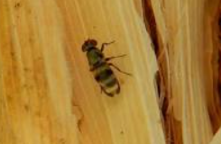 Euxesta Corn Fly - Pestipedia