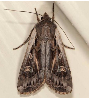 Euxoa Auxiliary Cutworm - Pestipedia