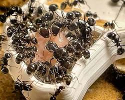 Exotic Ant Species - Pestipedia