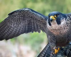 Falcons - Pestipedia