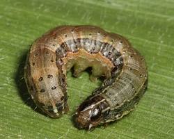 Fall Armyworms - Pestipedia