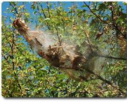 Fall Webworm - Pestipedia