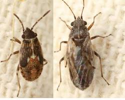 False Chinch Bugs - Pestipedia