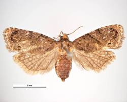 False Codling Moth - Pestipedia