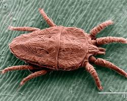 False Spider Mites - Pestipedia