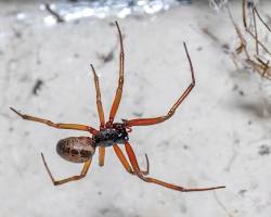 False Widow Spider - Pestipedia