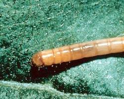 False Wireworms - Pestipedia