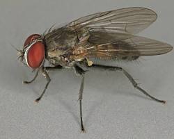 Fannia Flies - Pestipedia