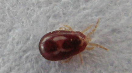 Feather Mites - Pestipedia
