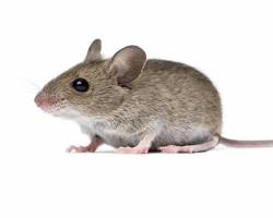 Field Mice - Pestipedia