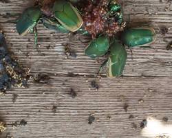 Fig Beetles - Pestipedia