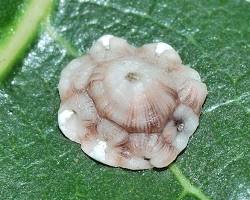 Fig Scale Insects - Pestipedia