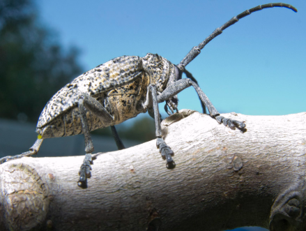 Fig Weevil - Pestipedia