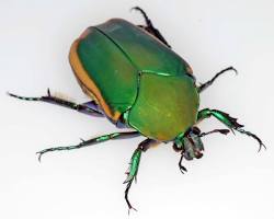 Figeater-Beetle - Pestipedia
