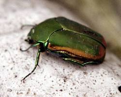 Figeater Scarab - Pestipedia