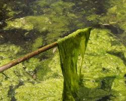 Filamentous Algae - Pestipedia